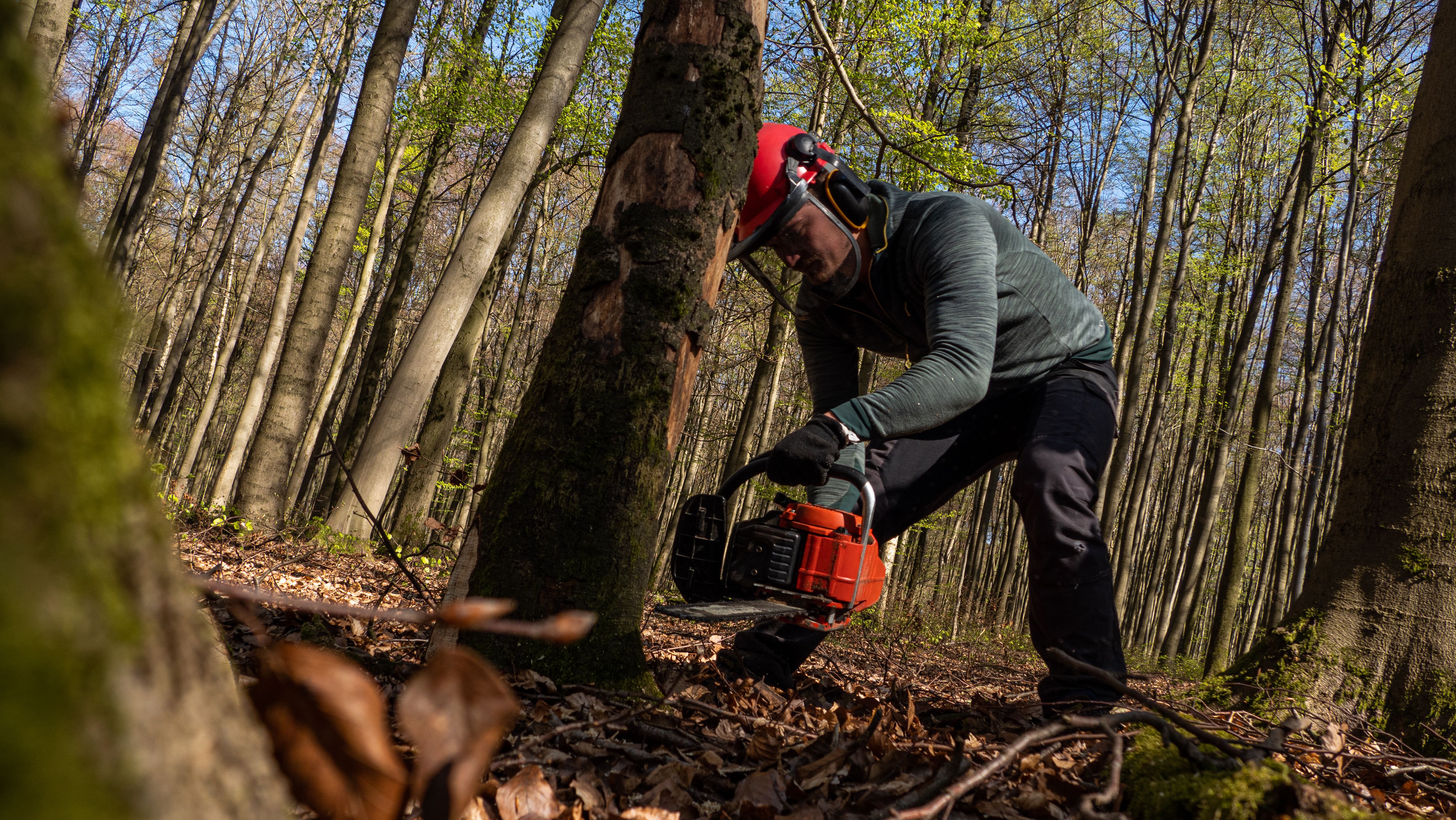 Tree and stump work in Pensacola